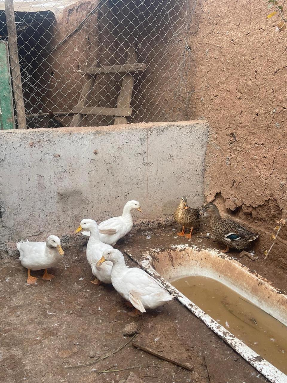 Riad Oussari Marrakesh Esterno foto